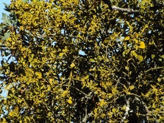 Phoradendron leucarpum tomentosum
