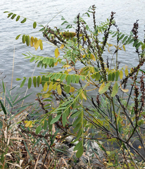 Amorpha fruticosa