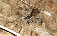 Eugryllodes escalerae