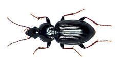 Pterostichus mutus