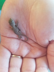 Sceloporus occidentalis