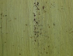 Dermanyssus gallinae