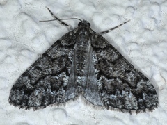 Lipogya exprimataria