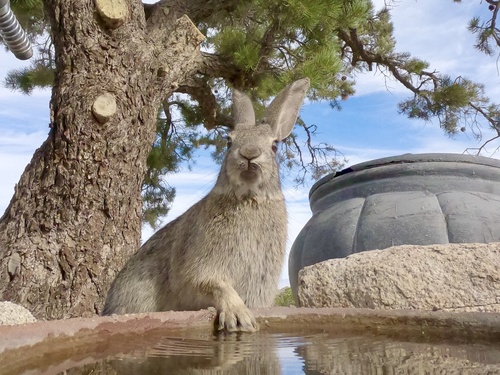 Desert Cottontail, photo 9 of 9
