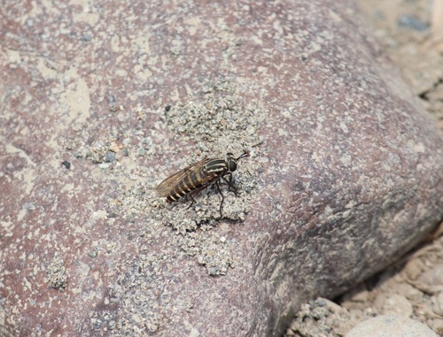 Plyomydas peruviensis