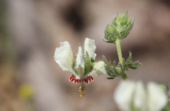 Loasa prostrata