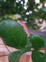 Lepidoptera