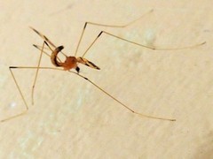 Dapanoptera