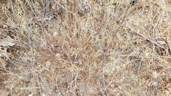 Stillingia linearifolia