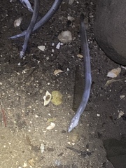 Ammodytes