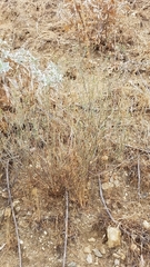 Stillingia linearifolia