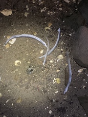 Ammodytes