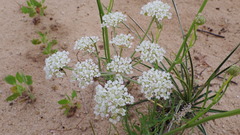Eurytaenia hinckleyi