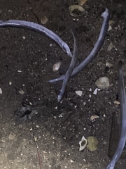 Ammodytes