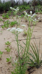 Eurytaenia hinckleyi