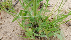 Eurytaenia hinckleyi