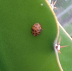 Henosepilachna vigintioctopunctata