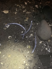 Ammodytes