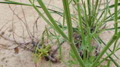 Eurytaenia hinckleyi