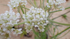 Eurytaenia hinckleyi