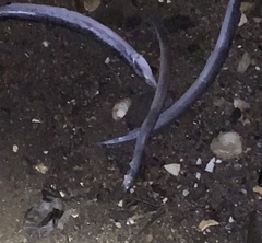 Ammodytes