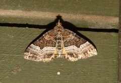 Chrysolarentia lucidulata