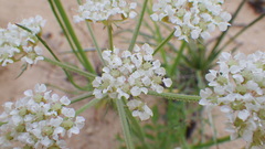 Eurytaenia hinckleyi