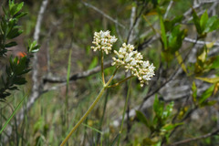 Galianthe centranthoides
