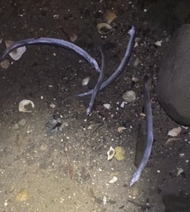 Ammodytes