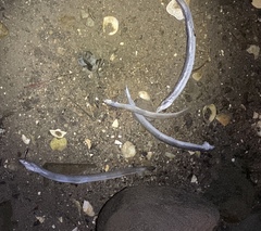 Ammodytes