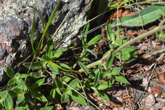 Galianthe centranthoides