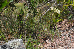 Galianthe centranthoides