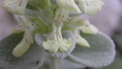 Stachys chrysantha
