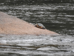 Phrynops hilarii