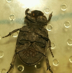 Coleoptera