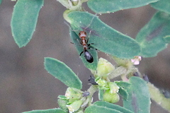 Dorymyrmex bicolor