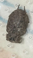 Coleoptera