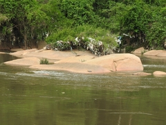Phrynops hilarii