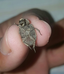 Coleoptera