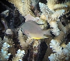 Amblyglyphidodon leucogaster