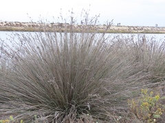 Juncus acutus leopoldii