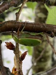 Xylonichus eucalypti