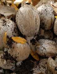 Coprinopsis atramentaria
