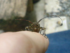 Oedopeza umbrosa