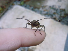 Oedopeza umbrosa