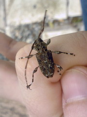 Oedopeza umbrosa