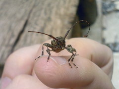 Oedopeza umbrosa