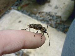 Oedopeza umbrosa
