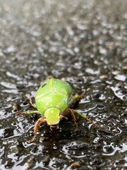 Xylonichus eucalypti
