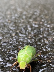 Xylonichus eucalypti